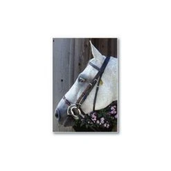 Nunn Finer Adjustable Lever Noseband