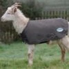 Weatherbeeta Deluxe Goat Coat - Grey 2 Weatherbeeta Deluxe Goat Coat - Grey -Equestrian Sports 412771 800 800