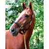 Black Oak Willow Halter -Equestrian Sports BlackOakWillowHalter