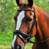 KL Select Red Barn Cadence Dressage Bridle