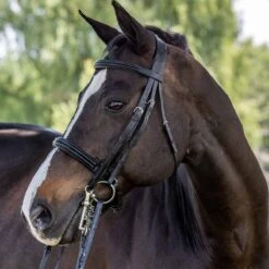 Vespucci Double Raised Weymouth Bridle - New Style -Equestrian Sports NS810418N