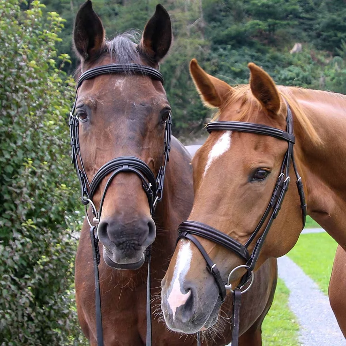 Vespucci Double Raised Snaffle Bridle - New Style 4 Vespucci Double Raised Snaffle Bridle - New Style - Image 2