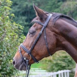 Vespucci Double Raised Snaffle Bridle - New Style 9 Vespucci Double Raised Snaffle Bridle - New Style -Equestrian Sports NS810420N 3