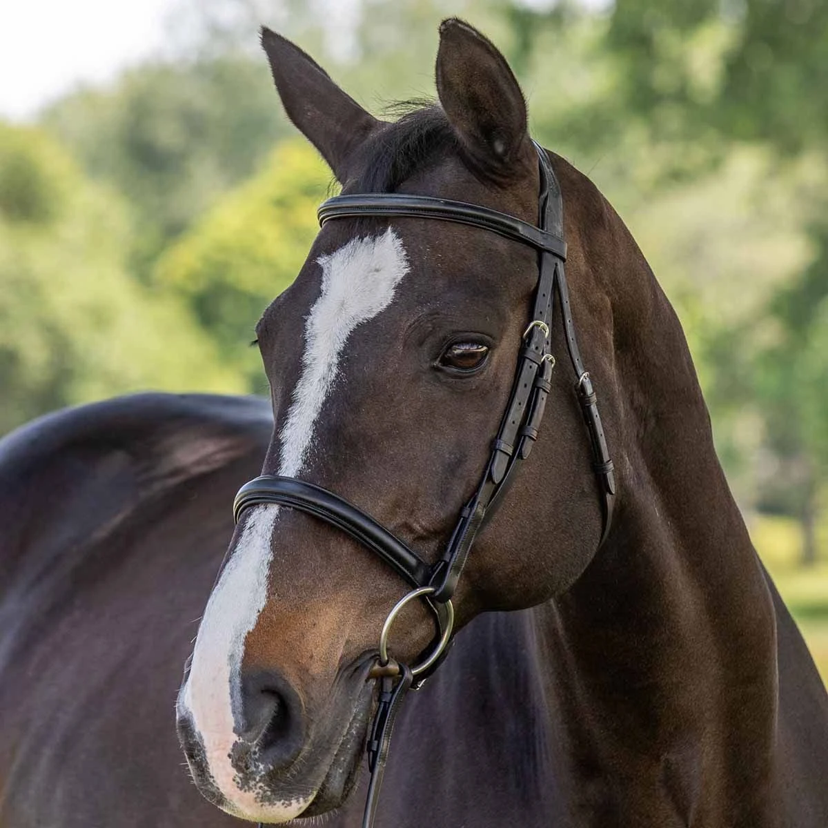 Vespucci Classic Dressage Bridle - New Style 3 Vespucci Classic Dressage Bridle - New Style
