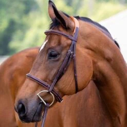 Vespucci Fancy Raised Hunter Bridle - New Style