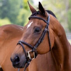 Vespucci Plain Raised European Series Jump Bridle