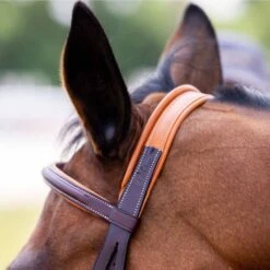 Vespucci Square Raised European Series Figure 8 Bridle -Equestrian Sports NS810474N oakbark 2