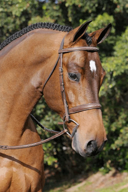 Arc De Triomphe Tribute Bridle With Raised Fancy Laced Reins 3 Arc De Triomphe Tribute Bridle With Raised Fancy Laced Reins